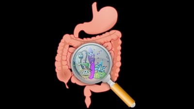 How bacteria in the stomach ease constipation: Study (Image by OpenClipart-Vectors from Pixabay ) How bacteria in the stomach ease constipation: Study (Image by OpenClipart-Vectors from Pixabay )