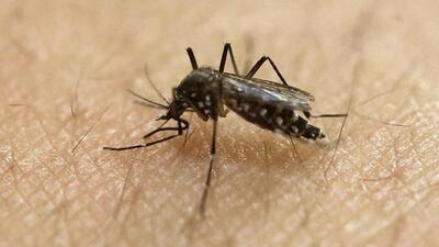 Earlier on 11 November, Pune city reported the first case of Zika virus infection in a 64-year-old woman from Pratik Nagar, Yerawada. (REPRESENTATIVE PHOTO) Earlier on 11 November, Pune city reported the first case of Zika virus infection in a 64-year-old woman from Pratik Nagar, Yerawada. (REPRESENTATIVE PHOTO)
