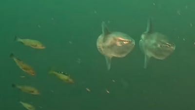 Two mola fish swimming. (Facebook/@Marine Education & Research Society) Two mola fish swimming. (Facebook/@Marine Education & Research Society)