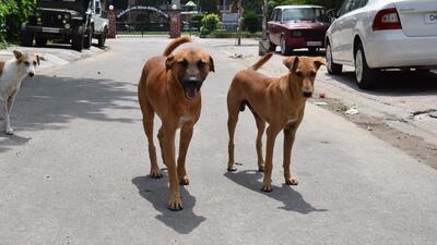While Mohali city has roped in an NGO to carry out sterilisation of stray dogs, the periphery areas -- Zirakpur, Dera Bassi, Lalru, Banur, Kharar, Kurali, Naya Gaon and Gharuan -- don’t have any such arrangements. (HT File) While Mohali city has roped in an NGO to carry out sterilisation of stray dogs, the periphery areas -- Zirakpur, Dera Bassi, Lalru, Banur, Kharar, Kurali, Naya Gaon and Gharuan -- don’t have any such arrangements. (HT File)