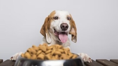 As pollution levels rise, pet parents are becoming increasingly concerned about the potential influence on their pets' respiratory and general health. (Freepik) As pollution levels rise, pet parents are becoming increasingly concerned about the potential influence on their pets' respiratory and general health. (Freepik)