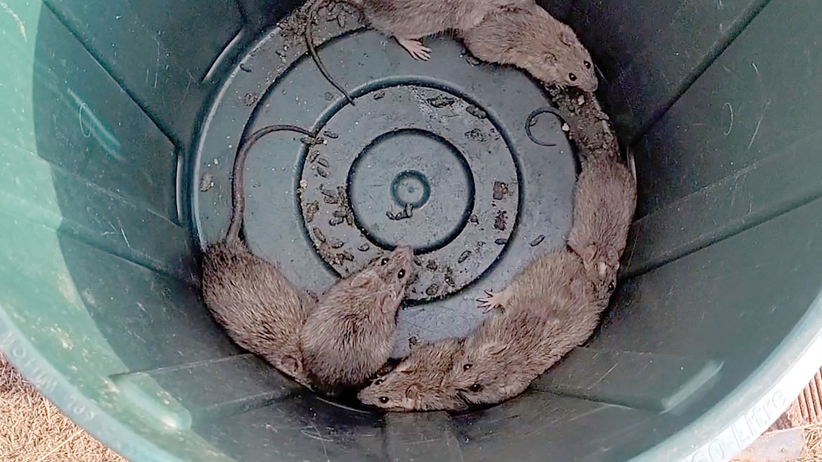 'Smelly' rats plague Australian fishing towns - Vimarsana News