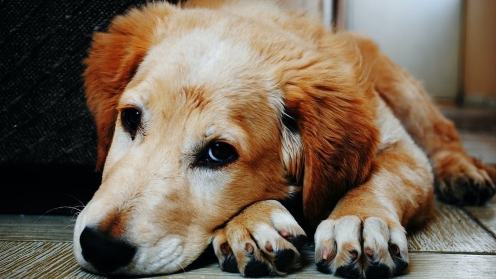 Weird Science | What puppy dog eyes and cat's (trembling) whiskers really mean - Vimarsana News