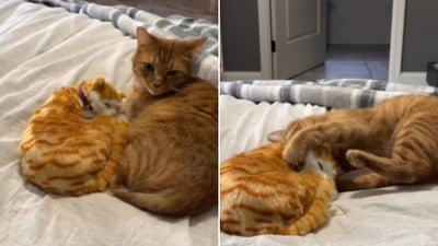The image shows a cat with a toy kitten. (Instagram/@abram.engle)