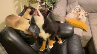 The image is taken from a video of two dogs and a cat. (Reddit/@Hos_In_Chi_Minh) The image is taken from a video of two dogs and a cat. (Reddit/@Hos_In_Chi_Minh)