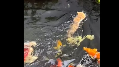 Snapshot of the cat running away from fish. (Instagram/@softcatmemes) Snapshot of the cat running away from fish. (Instagram/@softcatmemes)