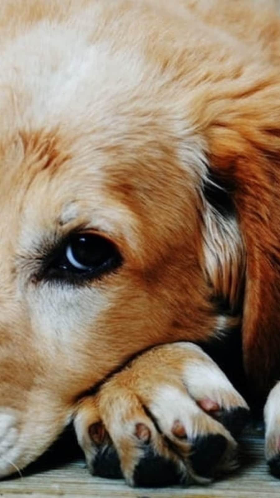 When a dog makes the familiar “puppy dog eyes”, raising its eyebrows and presenting a mournful face, it is understood to be signalling that it wants the human’s attention (Pexels)