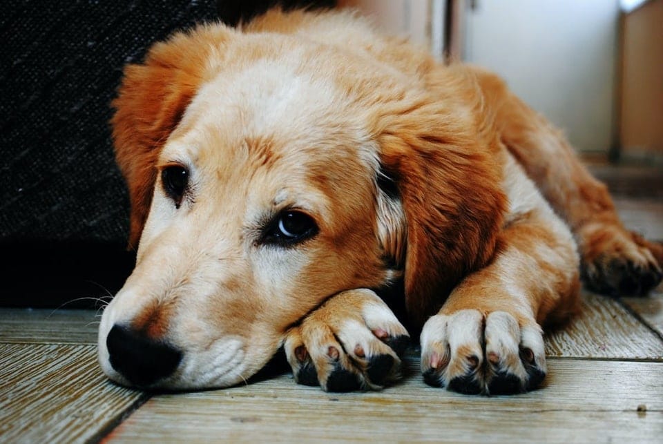 When a dog makes the familiar “puppy dog eyes”, raising its eyebrows and presenting a mournful face, it is understood to be signalling that it wants the human’s attention (Pexels) When a dog makes the familiar “puppy dog eyes”, raising its eyebrows and presenting a mournful face, it is understood to be signalling that it wants the human’s attention (Pexels)
