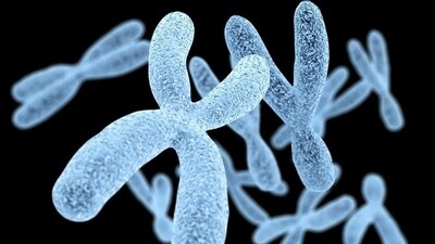 Y-chromosome impact genetic basis of digestive problems: Study Y-chromosome impact genetic basis of digestive problems: Study