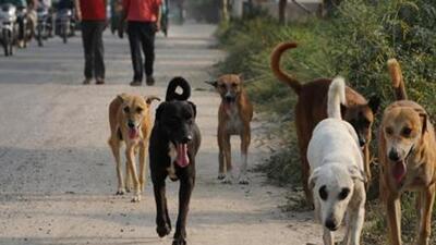 A stray dog, which was beaten to death in Chennai for biting 29 people, found to be rabid. (HT Archive/ Representative Image) A stray dog, which was beaten to death in Chennai for biting 29 people, found to be rabid. (HT Archive/ Representative Image)