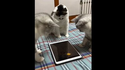 The image shows three cats looking at a tablet. (Reddit/@Cytherian) The image shows three cats looking at a tablet. (Reddit/@Cytherian)