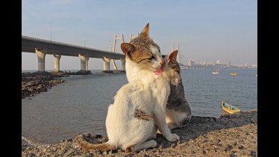 Cats at Worli in Mumbai (Satyabrata Tripathy/Hindustan Times) Cats at Worli in Mumbai (Satyabrata Tripathy/Hindustan Times)