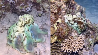 This octopus was seen changing colours. (Instagram/@octonation) This octopus was seen changing colours. (Instagram/@octonation)