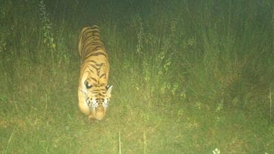 The tiger has not shown any aggression towards humans though it is moving in a landscape dominated by humans. (Odisha forest department) The tiger has not shown any aggression towards humans though it is moving in a landscape dominated by humans. (Odisha forest department)