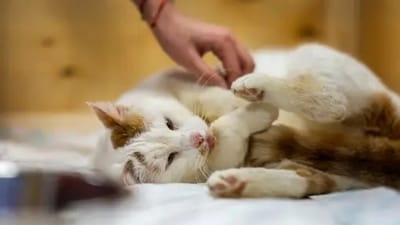 Playing with children or animals can always boost the mood. We can focus our energy and play with a pet or on a child.&nbsp; (Unsplash)