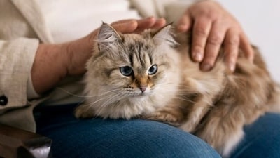 It is very important that pet parents take special care of their cats in this changing weather. Watch your pets closely and be alert to any slight change in their behaviour (Freepik) It is very important that pet parents take special care of their cats in this changing weather. Watch your pets closely and be alert to any slight change in their behaviour (Freepik)