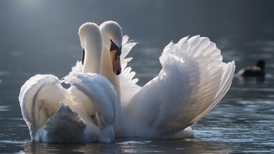 Each zodiac sign's approach to love differs, impacting how they express and receive affection. Each zodiac sign's approach to love differs, impacting how they express and receive affection.