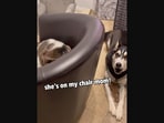 The image shows a husky sitting on the floor with a cat perched on a chair kept beside the pooch. 