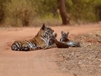 tiger_