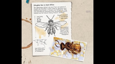 (Photo courtesy: Senckenberg; HT Illustrations: Mohit Suneja; Imaging by Puneet Kumar) (Photo courtesy: Senckenberg; HT Illustrations: Mohit Suneja; Imaging by Puneet Kumar)