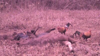 Red Jungle fowl on a Sambar carcass. (PHOTO: JANAM JAI SEHGAL) Red Jungle fowl on a Sambar carcass. (PHOTO: JANAM JAI SEHGAL)