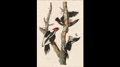 The ivory-billed woodpecker, a majestic black-and-white bird with a bright red crown nicknamed the “Lord God” Bird, after the reaction its sighting evokes, was almost taken off a list of protected animals and birds this year, because the US Fish and Wildlife Service intended to declare it extinct. The department is now reconsidering its decision. (National Gallery of Art) The ivory-billed woodpecker, a majestic black-and-white bird with a bright red crown nicknamed the “Lord God” Bird, after the reaction its sighting evokes, was almost taken off a list of protected animals and birds this year, because the US Fish and Wildlife Service intended to declare it extinct. The department is now reconsidering its decision. (National Gallery of Art)