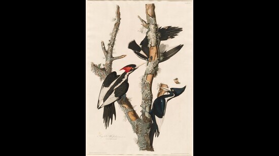 The ivory-billed woodpecker, a majestic black-and-white bird with a bright red crown nicknamed the “Lord God” Bird, after the reaction its sighting evokes, was almost taken off a list of protected animals and birds this year, because the US Fish and Wildlife Service intended to declare it extinct. The department is now reconsidering its decision. (National Gallery of Art)