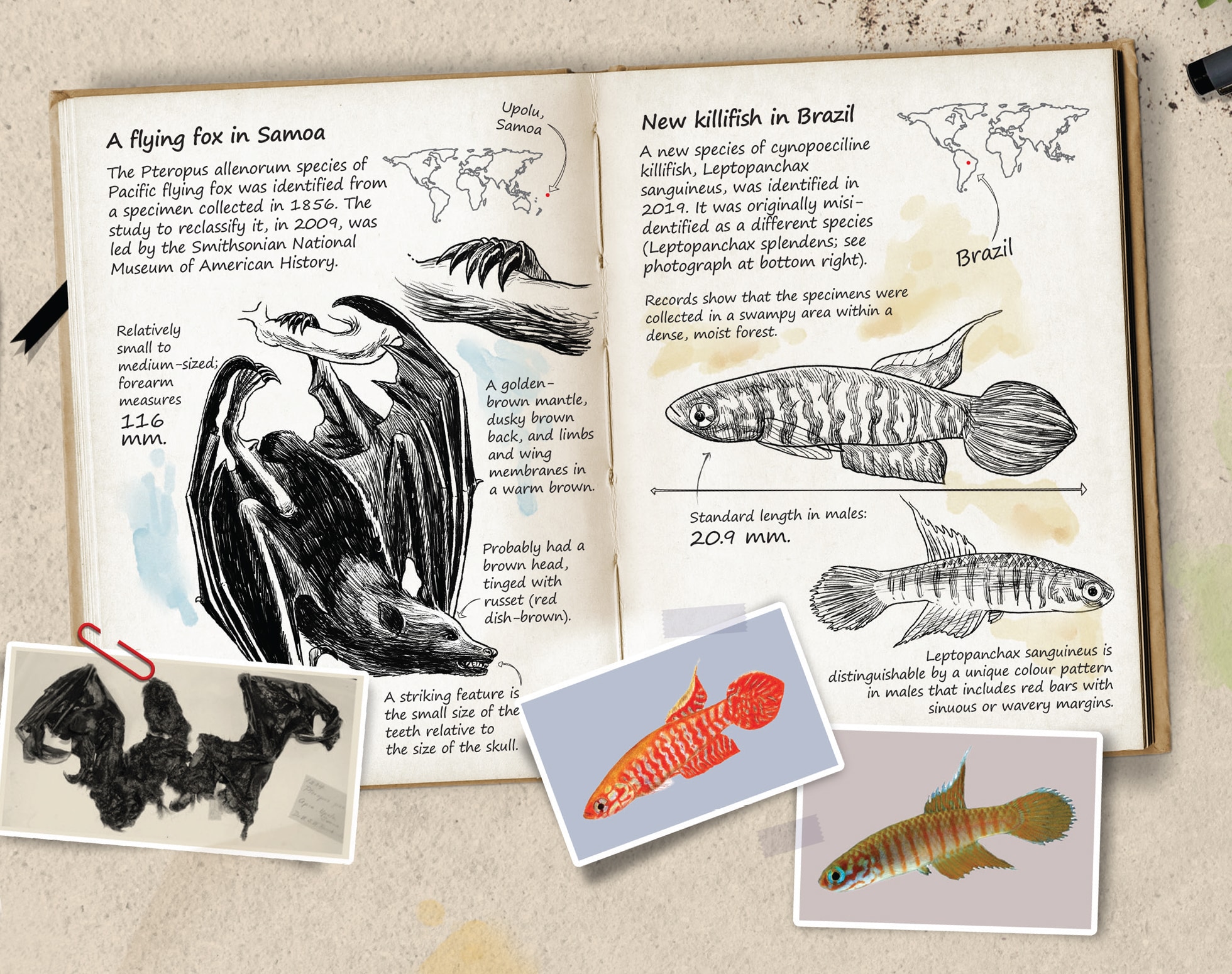 (Photos courtesy: Smithsonian National Museum of American History, American Museum Novitates; Wilson Costa, ZooKeys; HT Illustrations: Mohit Suneja; Imaging by Puneet Kumar) (Photos courtesy: Smithsonian National Museum of American History, American Museum Novitates; Wilson Costa, ZooKeys; HT Illustrations: Mohit Suneja; Imaging by Puneet Kumar)