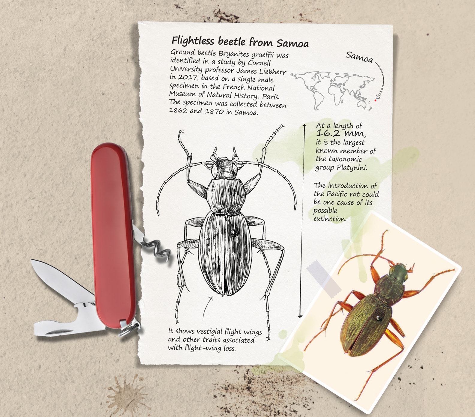 (Photo courtesy: James Liebherr, Zoosystematics and Evolution; HT Illustrations: Mohit Suneja; Imaging by Puneet Kumar) (Photo courtesy: James Liebherr, Zoosystematics and Evolution; HT Illustrations: Mohit Suneja; Imaging by Puneet Kumar)