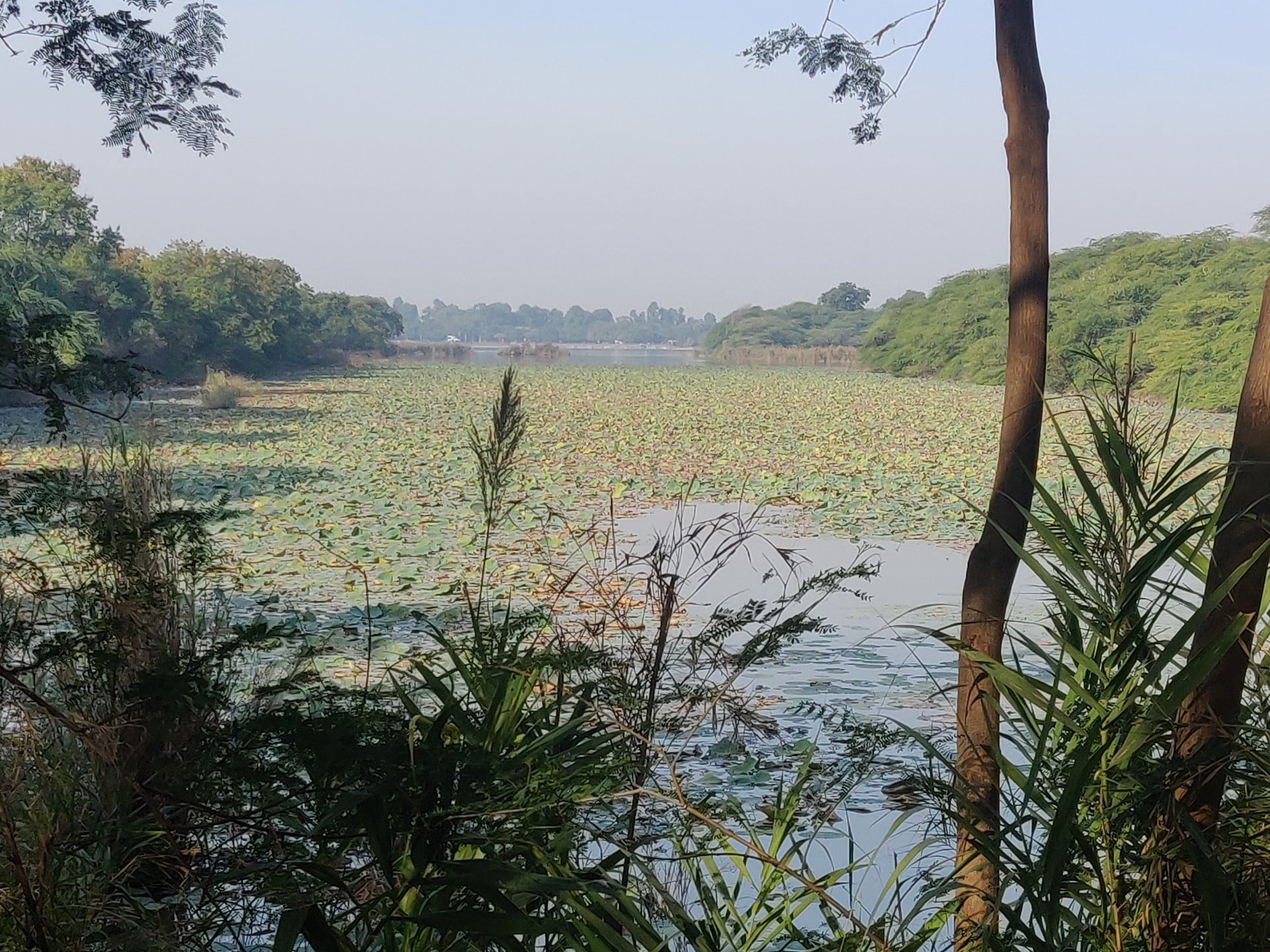 Invasive lotus weed clogs Sukhna’s canal, a birding hotspot. (Phoo: Vikram Jit Singh) Invasive lotus weed clogs Sukhna’s canal, a birding hotspot. (Phoo: Vikram Jit Singh)