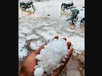 The image was taken after a hailstorm in Gujarat. The image was taken after a hailstorm in Gujarat.