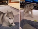 The image shows a husky jumping around with a toy in its mouth. 