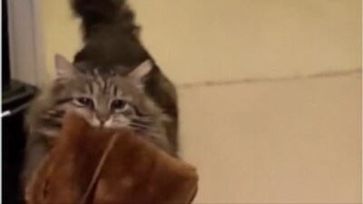 The image shows the rescued cat holding a slipper that belongs to its pet mom. (Instagram/@lulutheslippercat) The image shows the rescued cat holding a slipper that belongs to its pet mom. (Instagram/@lulutheslippercat)