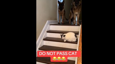 The image shows two dogs standing on top of a flight of stairs looking at a cat. (Reddit/@AstroSonicDrive) The image shows two dogs standing on top of a flight of stairs looking at a cat. (Reddit/@AstroSonicDrive)