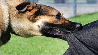Shopkeepers distraught as dog bites passers-by, MC denies claims. (HT)