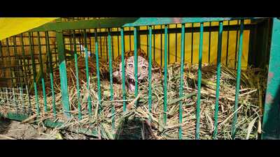 The captured leopard (HT PHOTO)