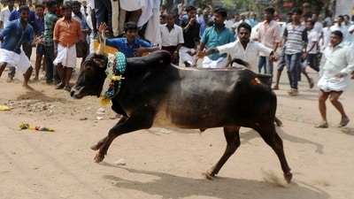 A bull charges through a crow of participants and bystanders during Jallikattu. (AFP File Photo)