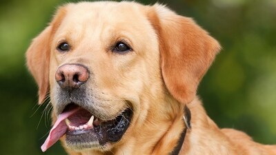 Feeding raw meat to dogs increases risk of infectious E.coli? Here's what study says (Pixabay) Feeding raw meat to dogs increases risk of infectious E.coli? Here's what study says (Pixabay)