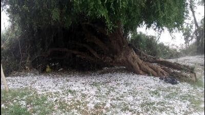 unseasonal rainfall and hailstones lashed several parts of Gujarat on Sunday. (ANI) unseasonal rainfall and hailstones lashed several parts of Gujarat on Sunday. (ANI)