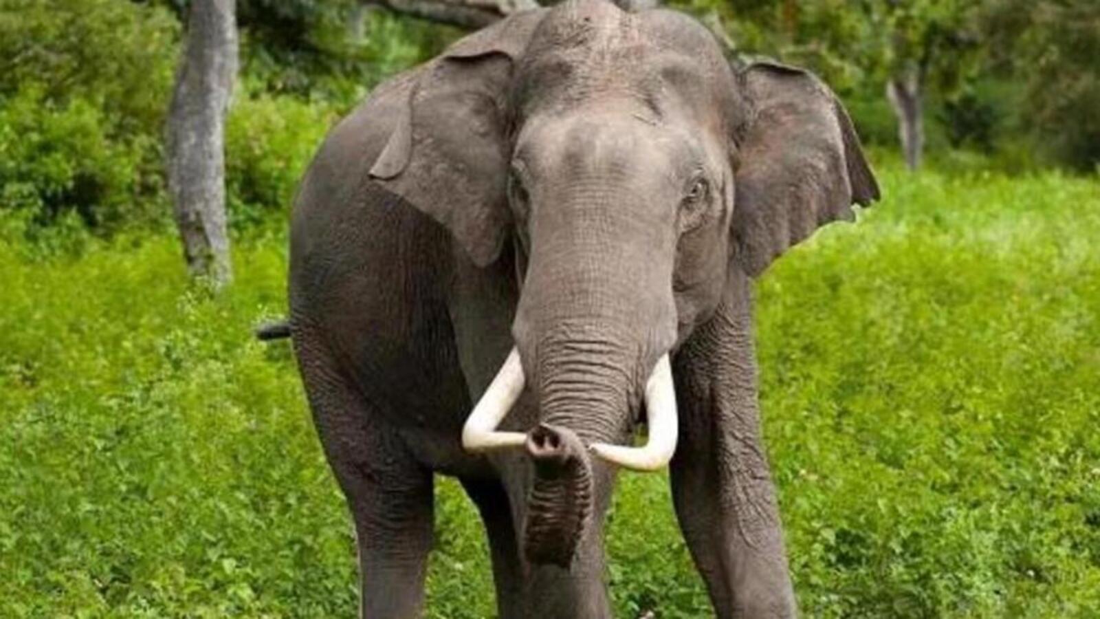 12-year-old girl among two trampled to death by wild elephants in Assam - Vimarsana News
