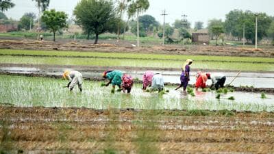 Changes in land use like tillage agriculture and afforestation have adversely affected the plant communities of savannas in western Maharashtra, according to a research paper. ((PIC FOR REPRESENTATION)) Changes in land use like tillage agriculture and afforestation have adversely affected the plant communities of savannas in western Maharashtra, according to a research paper. ((PIC FOR REPRESENTATION))