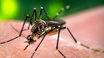Ludhiana has reported multiple cases of perinatal dengue. (HT File) Ludhiana has reported multiple cases of perinatal dengue. (HT File)