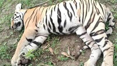 Since January this year, Maharashtra has recorded nearly 35 tiger deaths (Representative Photo) Since January this year, Maharashtra has recorded nearly 35 tiger deaths (Representative Photo)
