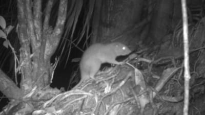 1.5 foot long rat caught on camera. (University of Melbourne. ) 1.5 foot long rat caught on camera. (University of Melbourne. )
