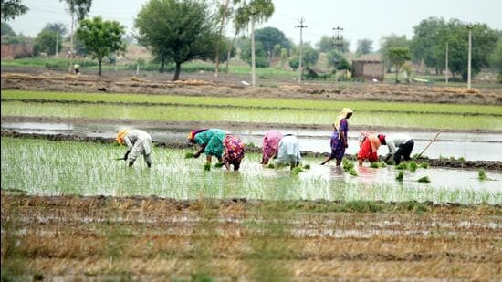 Changes in land use like tillage agriculture and afforestation have adversely affected the plant communities of savannas in western Maharashtra, according to a research paper. ((PIC FOR REPRESENTATION))