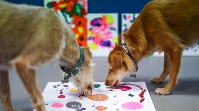 Former rescue dogs Alba and Rosie take part in an exercise to create a painting at the Bristol Animal Rescue Centre. (Photo by HENRY NICHOLLS / AFP) Former rescue dogs Alba and Rosie take part in an exercise to create a painting at the Bristol Animal Rescue Centre. (Photo by HENRY NICHOLLS / AFP)