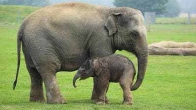 Locals said that they heard a scream but initially they didn’t go close because adult elephants could have been present nearby. (Representative Image) Locals said that they heard a scream but initially they didn’t go close because adult elephants could have been present nearby. (Representative Image)