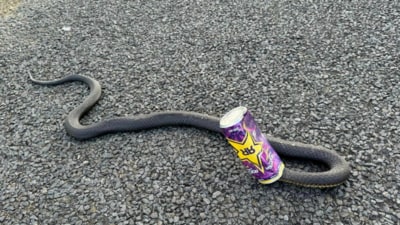 Snake's head stuck in a can. (Facebook/@Snake Catcher Tasmania) Snake's head stuck in a can. (Facebook/@Snake Catcher Tasmania)