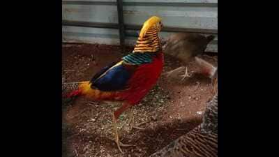 The Himalayan Nature Park in Kufri, 14 km from the main town, now boasts of the vibrant presence of blue sheep and golden and silver pheasants. Under the wildlife exchange programme, 21 wild animals have been brought to Kufri from Padmaja Naidu Zoo, Darjeeling. (HT Photo) The Himalayan Nature Park in Kufri, 14 km from the main town, now boasts of the vibrant presence of blue sheep and golden and silver pheasants. Under the wildlife exchange programme, 21 wild animals have been brought to Kufri from Padmaja Naidu Zoo, Darjeeling. (HT Photo)