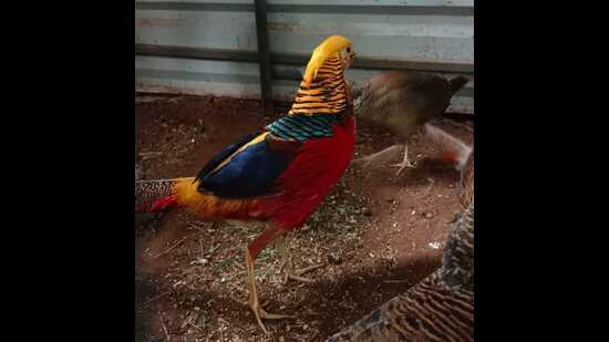 The Himalayan Nature Park in Kufri, 14 km from the main town, now boasts of the vibrant presence of blue sheep and golden and silver pheasants. Under the wildlife exchange programme, 21 wild animals have been brought to Kufri from Padmaja Naidu Zoo, Darjeeling. (HT Photo)